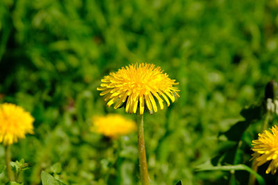 Close-up of yellow flowering plant on field