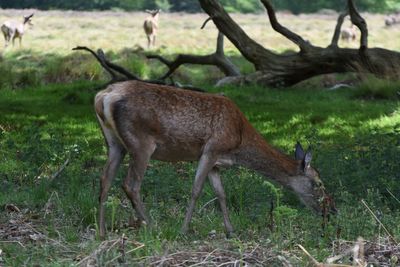 Deer standing on field