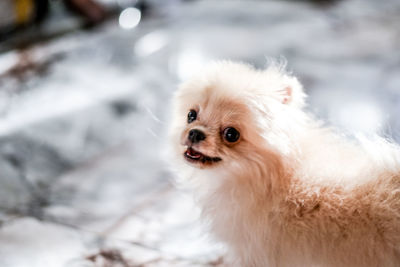 Portrait of white dog