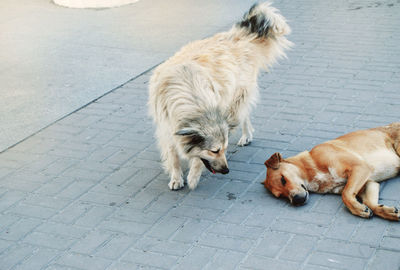 High angle view of dogs on footpath