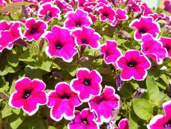 Close-up of pink cosmos blooming outdoors