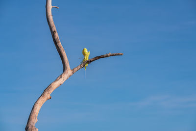 Low angle view of bird on branch against sky