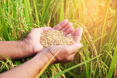 Cropped hand of farmer holding wheat in farm