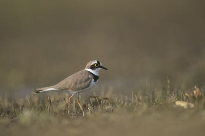 Bird perching on a field