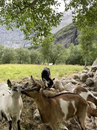 View of sheep on field