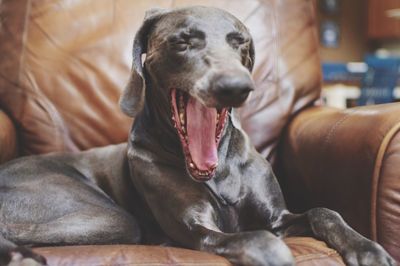 Close-up of dog yawning on armchair at home