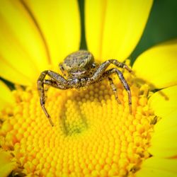 Close-up of spider on yellow flower