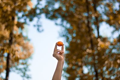 Low angle view of person hand holding tree during autumn