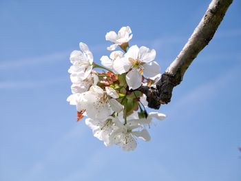 White apple blossoms in spring