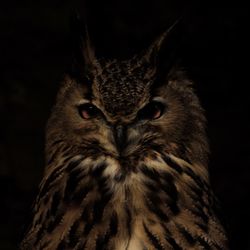 Close-up portrait of owl against black background