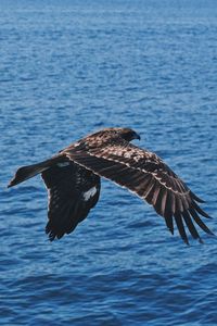 Hawk flying over sea