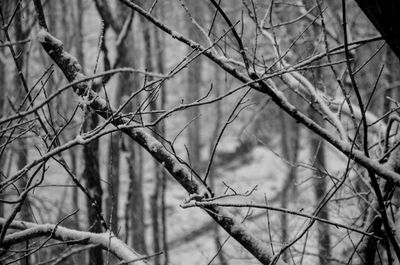 Close-up of leaves on branch