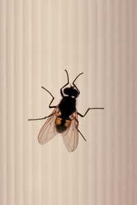 Close-up of insect on wall