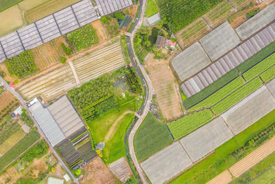 High angle view of agricultural field