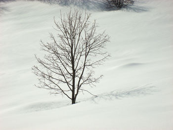 Bare tree on snow covered land