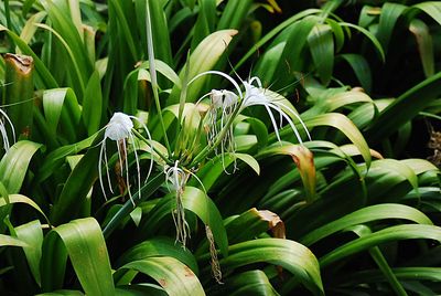 Close-up of plants