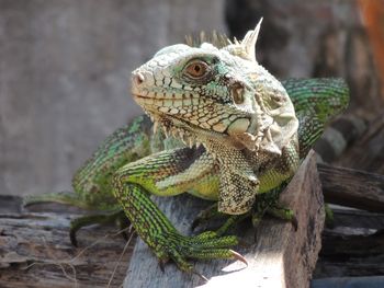 Close-up of a lizard on a tree