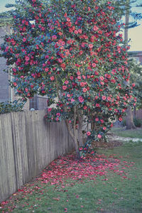 Pink flowering plants by footpath