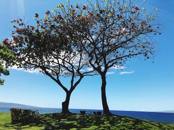 Low angle view of flowering tree against clear blue sky