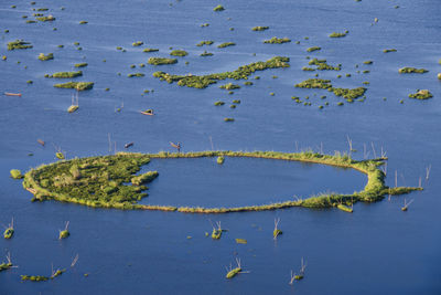 High angle view of plant in lake