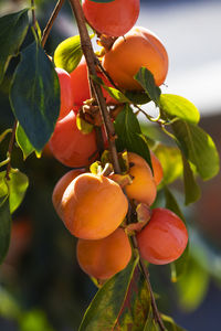 Close-up of fruit growing on tree