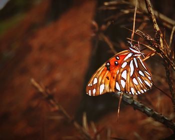 Close-up of butterfly on leaf