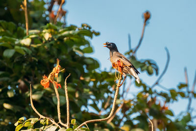 Low angle view of bird perching on branch against sky