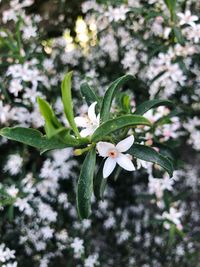 Close-up of white flowering plant