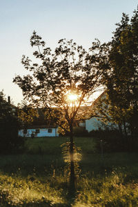 Trees on field against sky during sunset