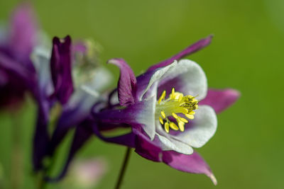 Close-up of purple flowering plant