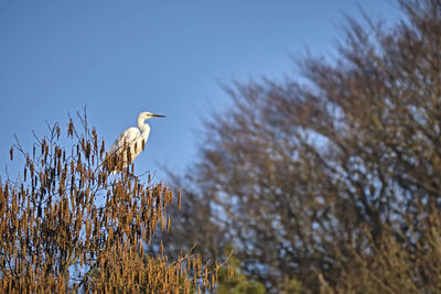 Low angle view of bird perching on branch against sky