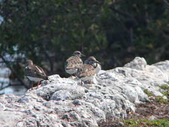 Close-up of bird perching on rock