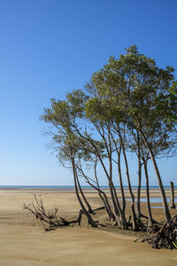 Tree on desert against clear blue sky