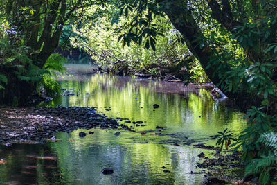 Scenic view of lake in forest