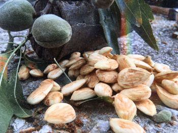 Close-up of stones on rocks