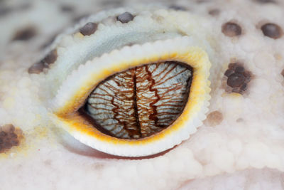 Close-up of bread