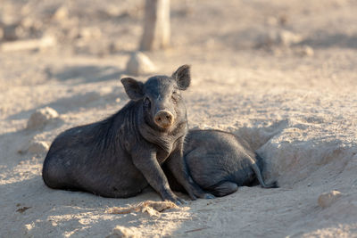 Wild pigs in the city of phuket, thailand