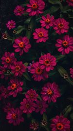 High angle view of pink flowering plants