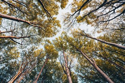 Low angle view of trees against sky