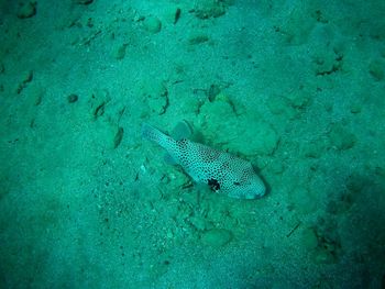 High angle view of fish swimming in sea