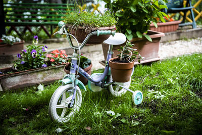 Potted plant by bicycle in yard