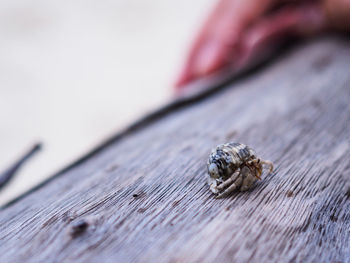 A close up soft focus photograph of a hermit crab on the wood