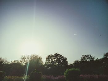 Trees against sky