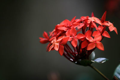 Close-up of red flowering plant