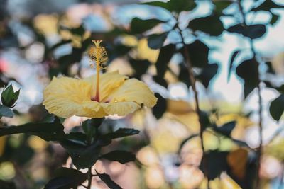 Close-up of yellow flowering plant