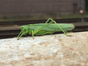 Close-up of grasshopper on retaining wall