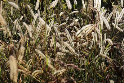 Full frame shot of a wheat field