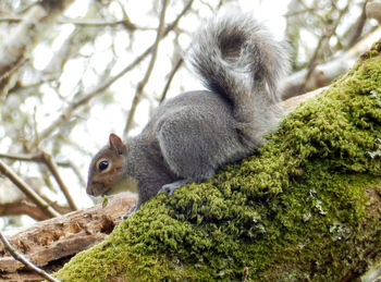 Squirrel sitting on tree