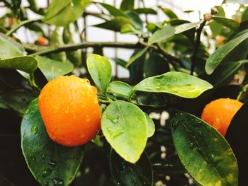 Close-up of orange fruit on plant