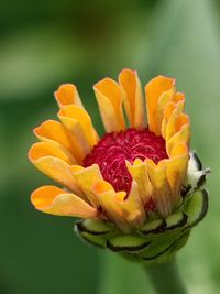 Close-up of yellow flowering plant